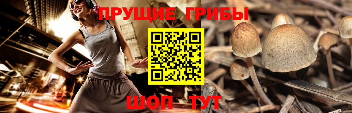 Псилоцибиновые грибы мицелий  Вход с VPN  Псилоцибиновые грибы MAGIC MUSHROOMS  Зерноград 